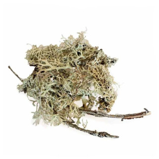 Mousse de Lichen Naturel Séché - 50 gr