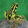 Hansa - Peluche de Collection Grenouille Jaune et Noire - 17 cm
