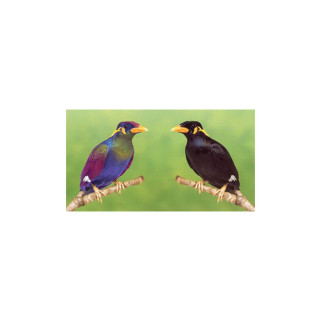 Bird System - Tube Luminothérapie Oiseaux (Néon Lumière du Jour) - 18 W / 60 cm