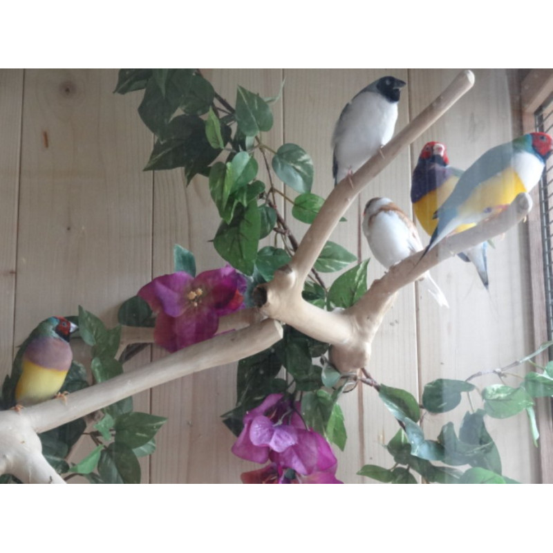 Branche en Bois de Java pour Petite et Grande Perruche - Small