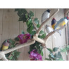 Branche en Bois de Java pour Petite et Grande Perruche - Small