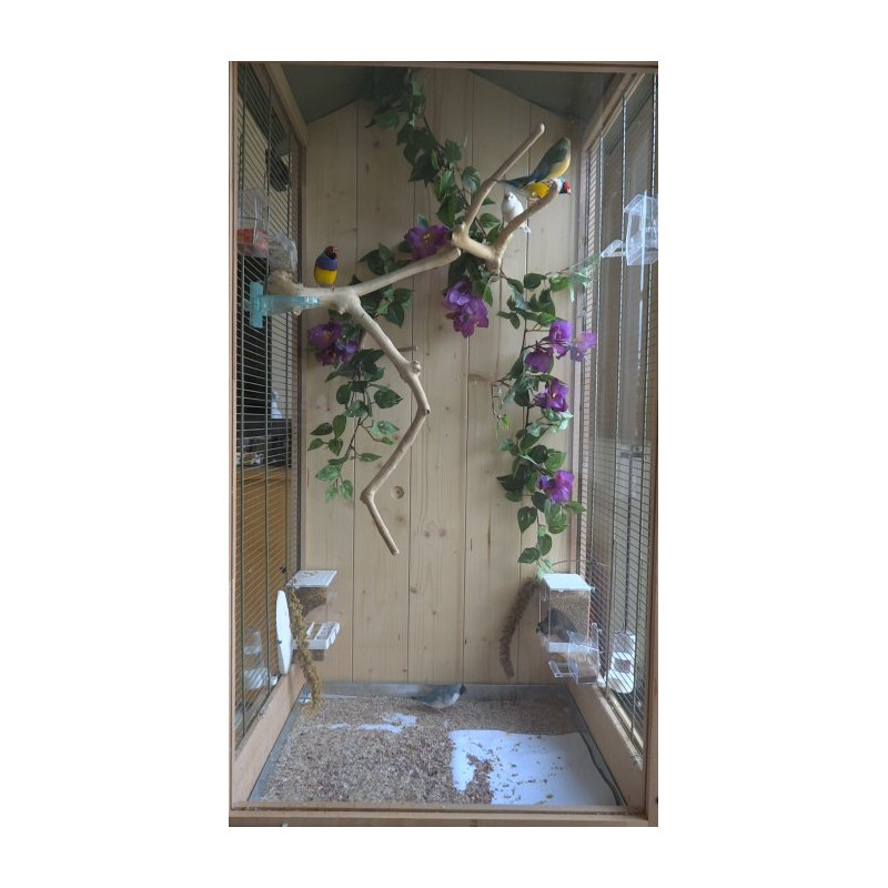 Branche en Bois de Java pour Petite et Grande Perruche - Small
