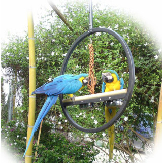 Play Ring - Aire de jeu Perroquets