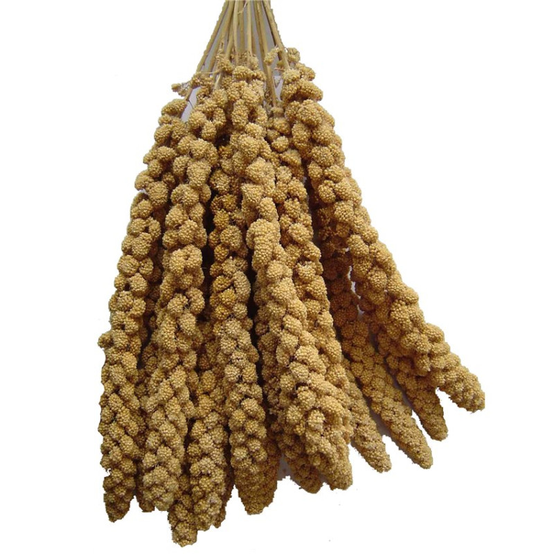 Millet Jaune en Grappes Français (Anjou) - 1 kg