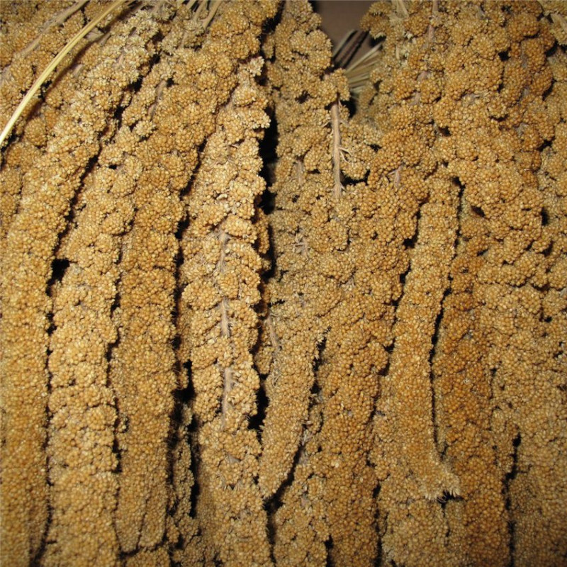 Millet Jaune en Grappes Français (Anjou) - 25 kg