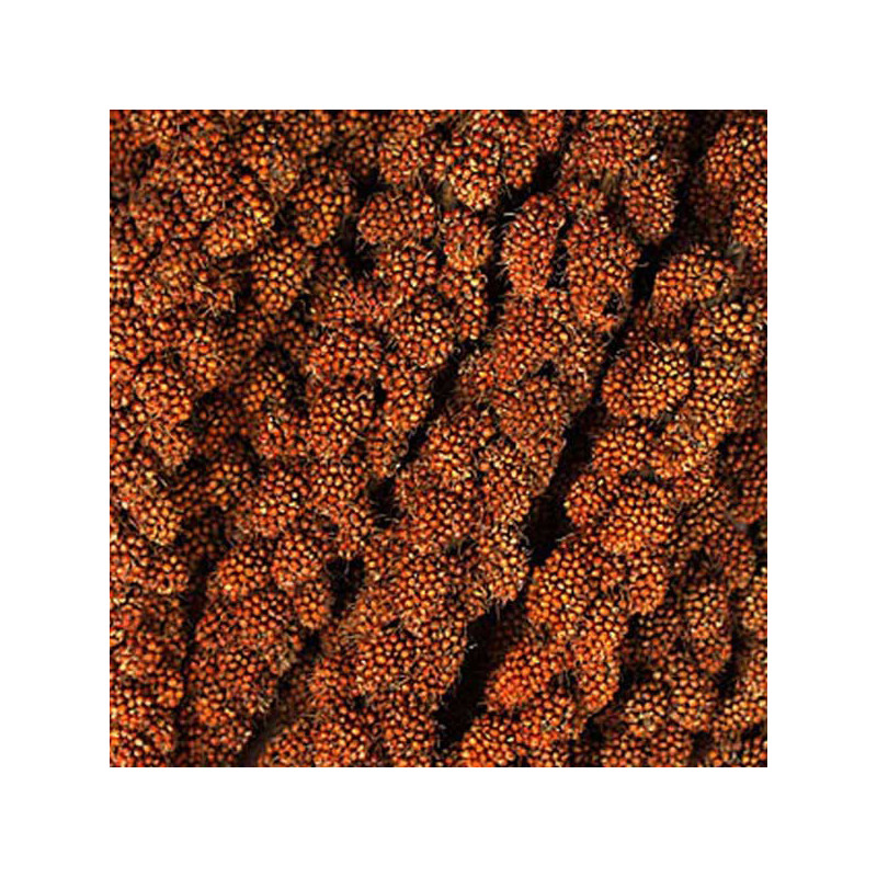Millet Rouge en Grappes Français (Anjou) - 1 kg