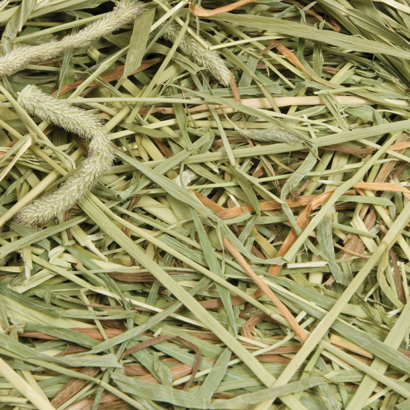 Oxbow - Western Timothy - Foin de Phléole des Prés - 2,55 kg
