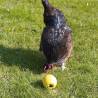 Chicken Fun - Balle de Foraging en Plastique pour Poules et Perruches