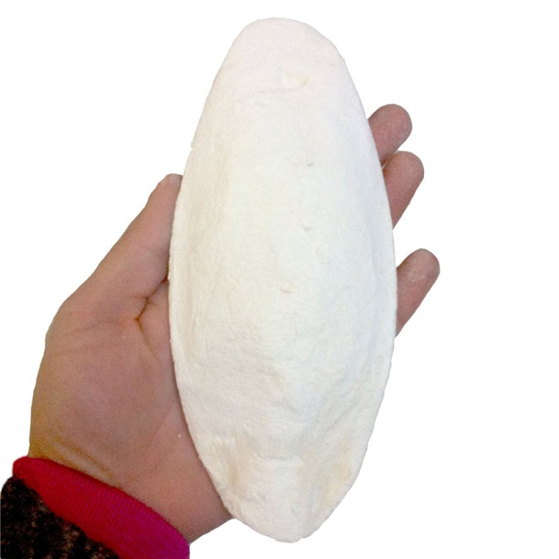 Os de Seiche - Grande Taille - 1 pièce