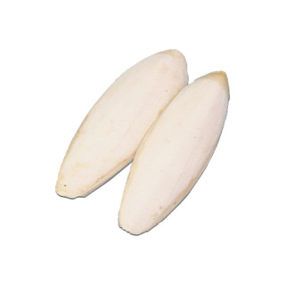 Os de Seiche - Grande Taille - Lot de 2