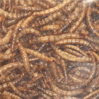 Vers de Farine Déshydratés - 200 gr