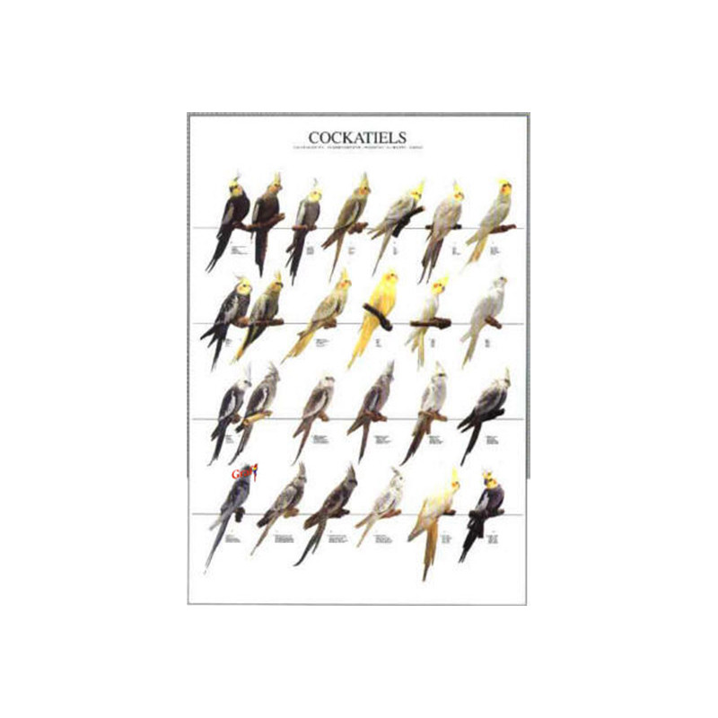Poster Oiseaux : Les Mutations des Perruches Calopsittes Poster Oiseaux : Les Mutations des Perruches Calopsittes