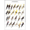 Poster Oiseaux : Les Mutations des Perruches Calopsittes