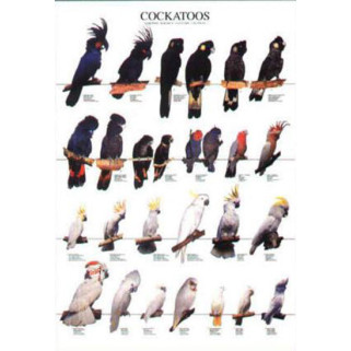 Poster Oiseaux : Les Différentes Espèces de Cacatoès