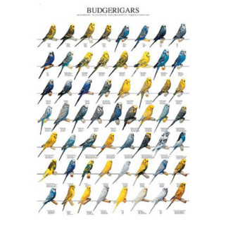 Poster Oiseaux : Les Mutations des Perruches Ondulées