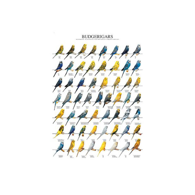 Poster Oiseaux : Les Mutations des Perruches Ondulées Poster Oiseaux : Les Mutations des Perruches Ondulées
