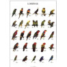Poster Oiseaux : Les Différentes Espèces de Loris n°2