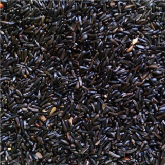 Graines de Niger - 1 kg