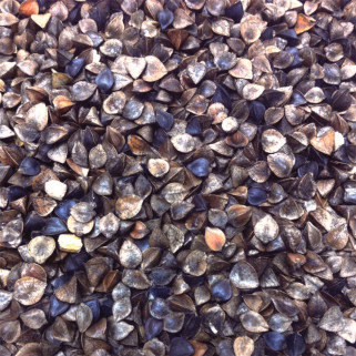Graines de Sarrasin - Détail 1 kg