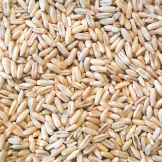 Graines d'Avoine Pelée - Détail 1 kg