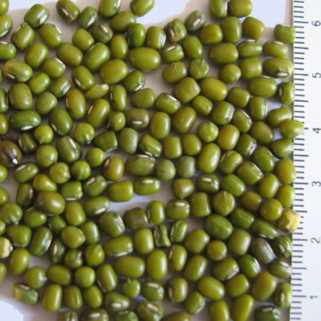 Fève de Soja Vert (Graine de Katjang Idjoe) - Détail 1 kg