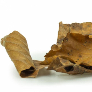 Funny Feuilles - Jouet Perruche - 50 gr