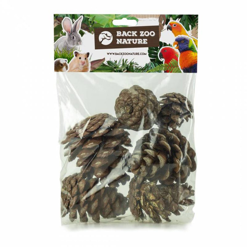 Pommes de Pin Naturelles - lot de 6