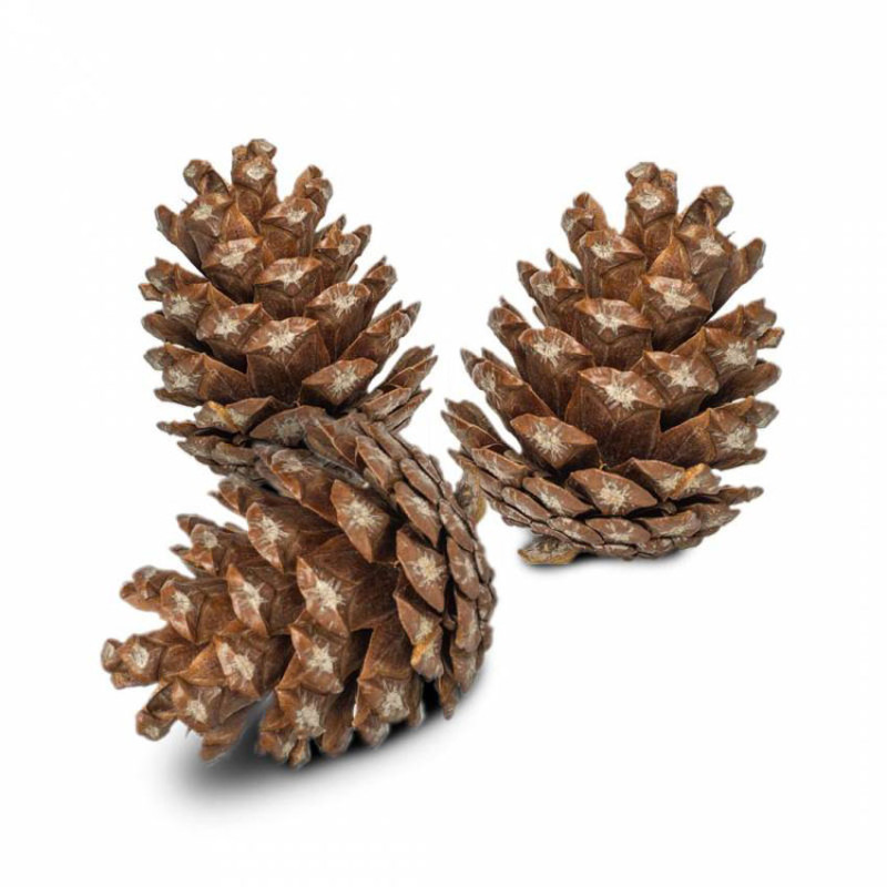 Pommes de Pin Naturelles - lot de 6