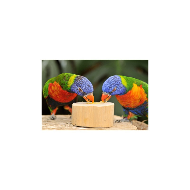 Support de Fruit Cups en Bois - Destockage Produit abîmé