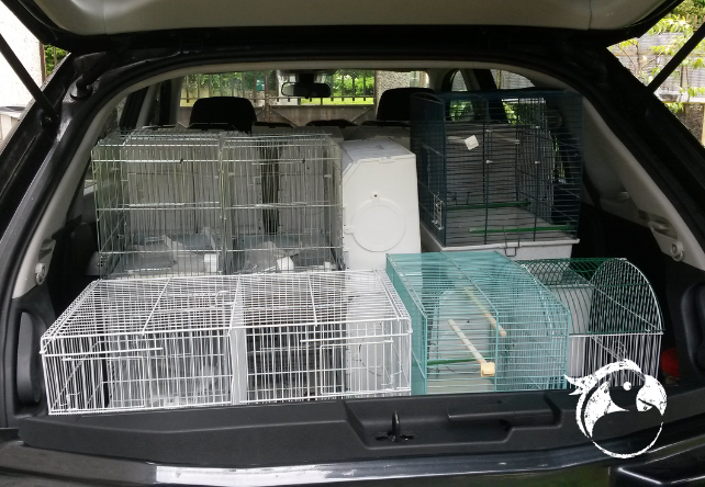 Voyager avec son perroquet : tout savoir sur les cages de transport pour oiseaux