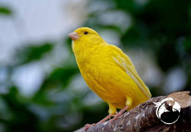 Le canari