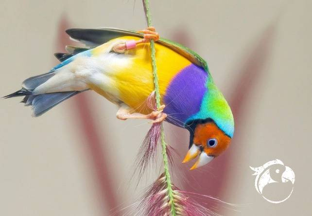 Le Diamant de Gould