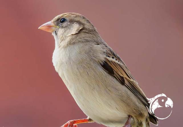 Comment bien nourrir les oiseaux du ciel en hiver : un guide pour tous les amoureux de la nature