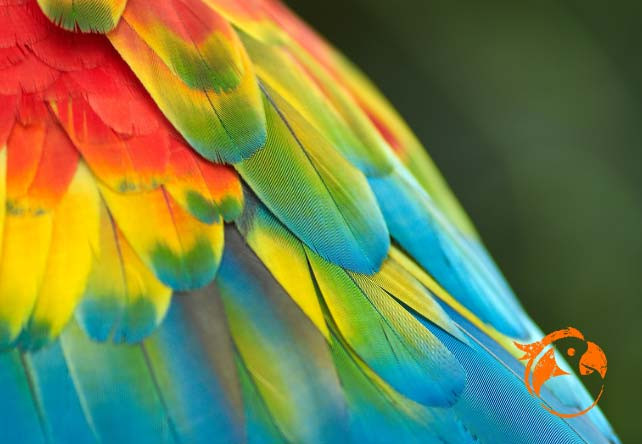 Protéger nos oiseaux de la chaleur : comprendre la thermorégulation des perroquets
