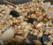 graines après germination