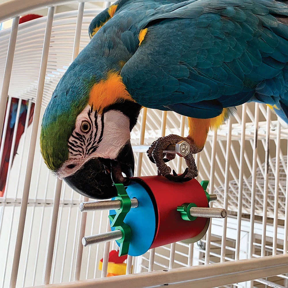 Oiseau Ferris Roue Jouet, Grande Roue Jouet Pour Oiseau avec Feeder  Formation Perroquet Mangeoire Bowl Oiseaux Jouets de roue de Nourriture
