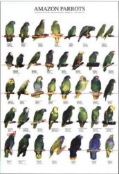 Poster Oiseaux : Les Différentes Espèces d'Amazones