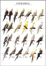 Poster Oiseaux : Les Mutations des Perruches Calopsittes