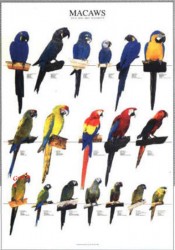 Poster Oiseaux : Les Différentes Espèces de Aras