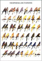Poster Oiseaux : Les Différentes Espèces d'Euphèmes