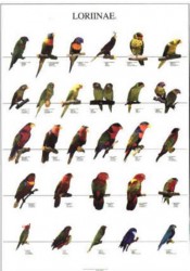Poster Oiseaux : Les Différentes Espèces de Loris n°2