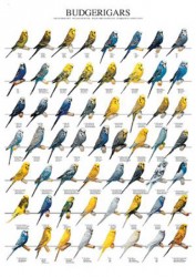 Poster Oiseaux : Les Mutations des Perruches Ondulées