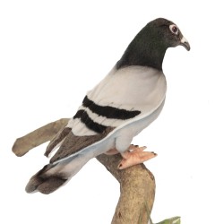 Hansa - Peluche de Collection Pigeon Voyageur - 20 cm