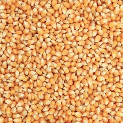 Grains de Maïs français - 20 kg