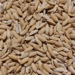 Graines de Riz Paddy (Riz Complet) - Vrac 1 kg