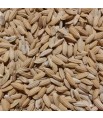Graines de Riz Paddy (Riz Complet) - Vrac 1 kg