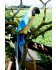 Hansa - Peluche Perroquet Ara Ararauna Bleu - 31 cm