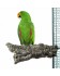 Corky Chew Large - Plateforme en liège pour perroquet